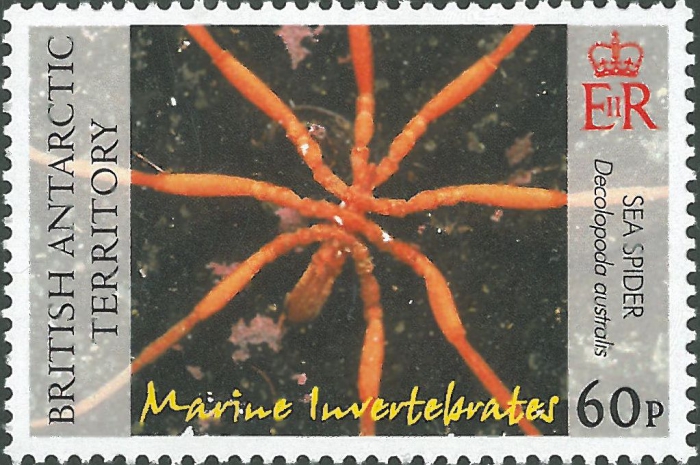 Decolopoda australis (sic)
