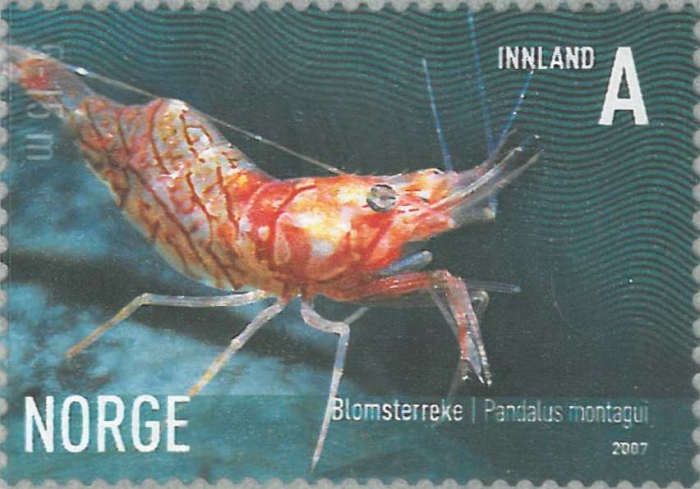 Pandalus montagui