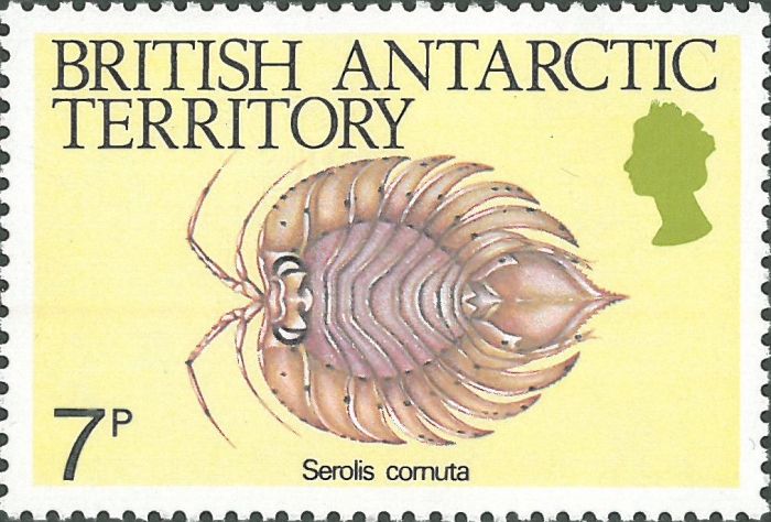 Serolis cornuta