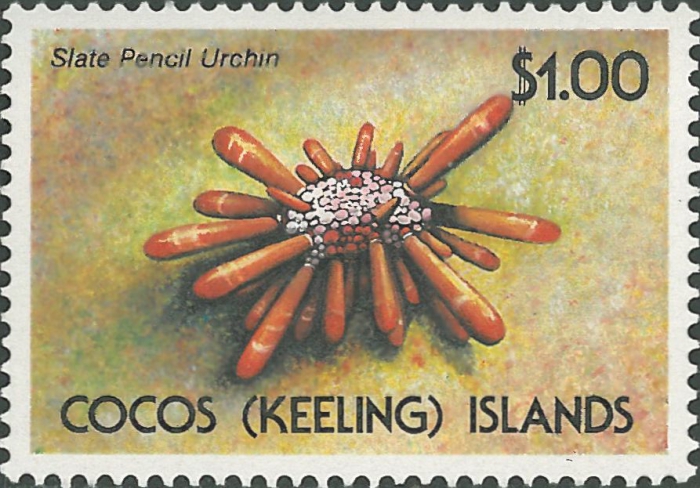 Eucidaris tribuloides