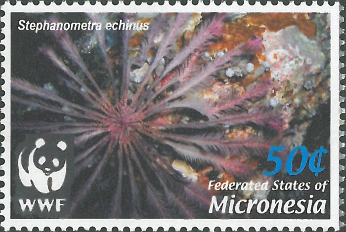 Stephanometra tenuipinna