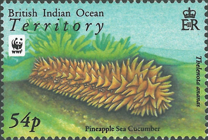 Thelenota ananas