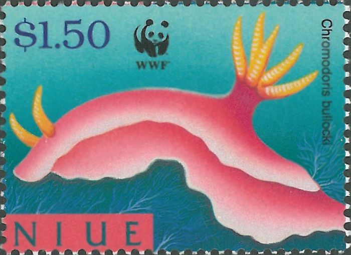 Chromodoris bullocki