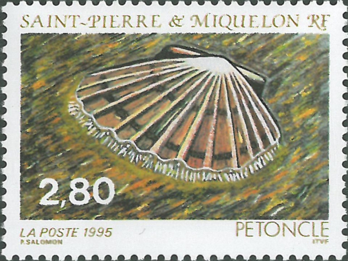 Pectinoidea sp.