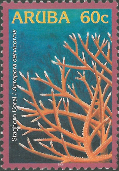 Acropora cervicornis