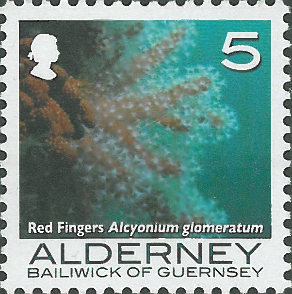 Alcyonium glomeratum