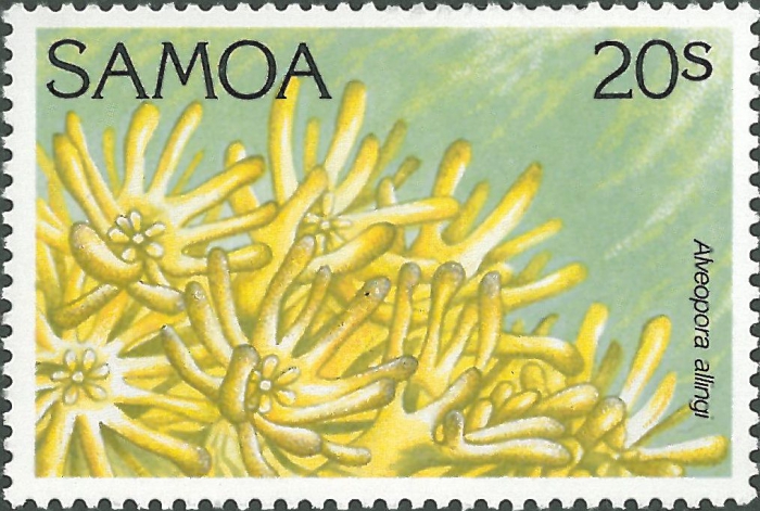 Alveopora allingi
