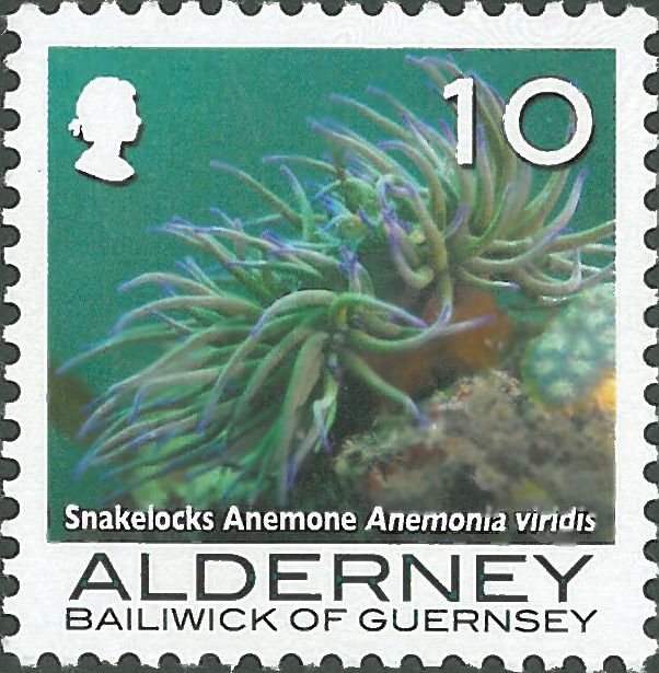 Anemonia viridis