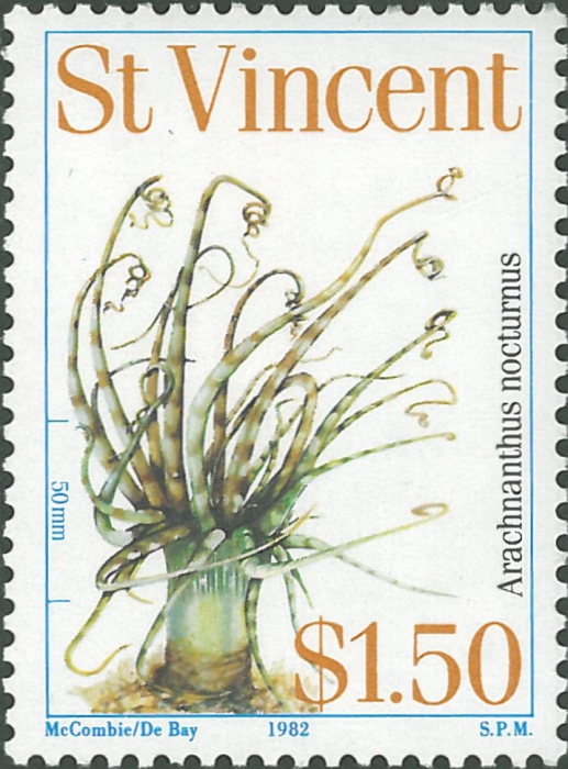 Arachnanthus nocturnus