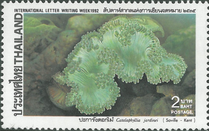 Catalaphyllia jardinei