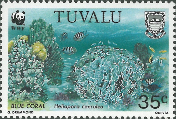 Heliopora coerulea