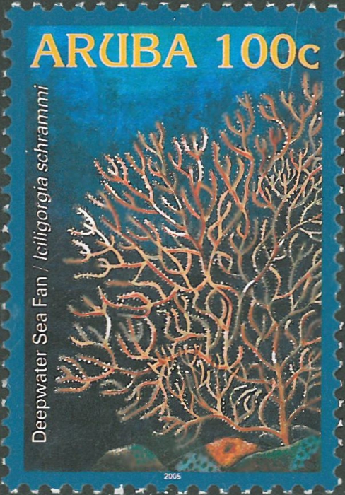 Iciligorgia schrammi