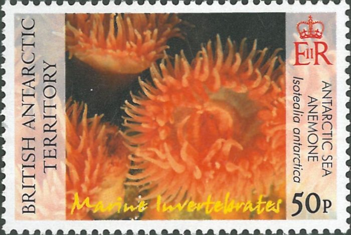 Isotealia antarctica