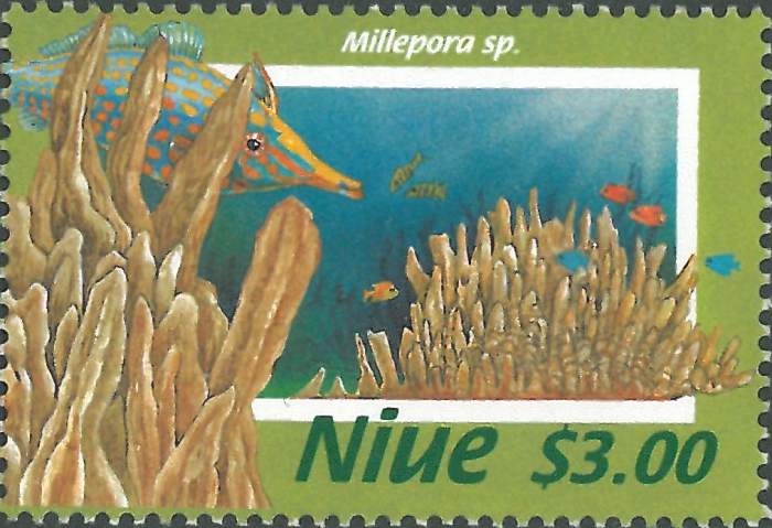 Millepora sp.