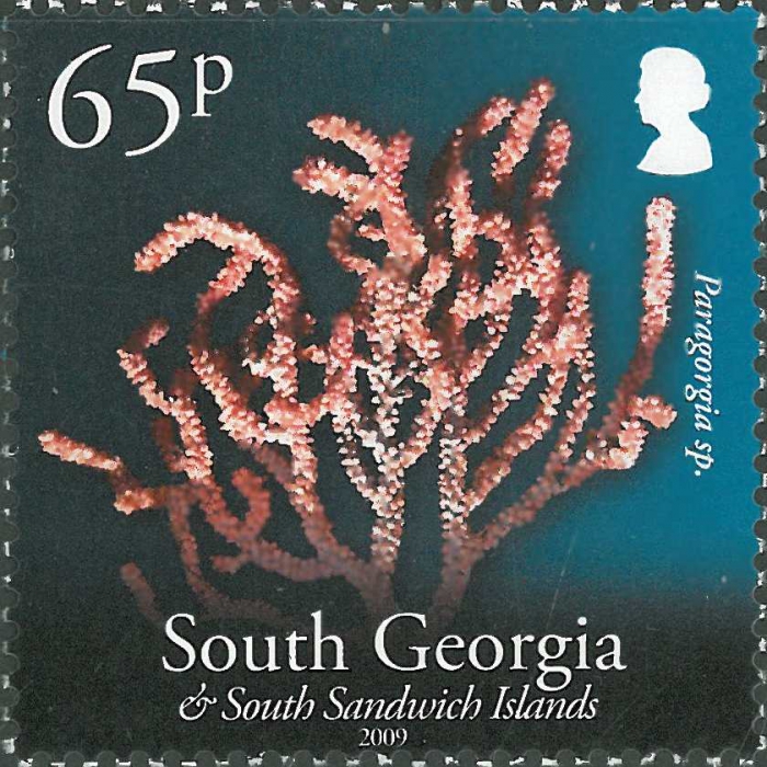 Paragorgia sp.