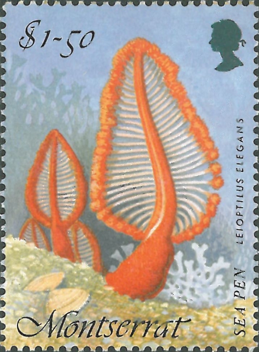 Pennatulacea sp.