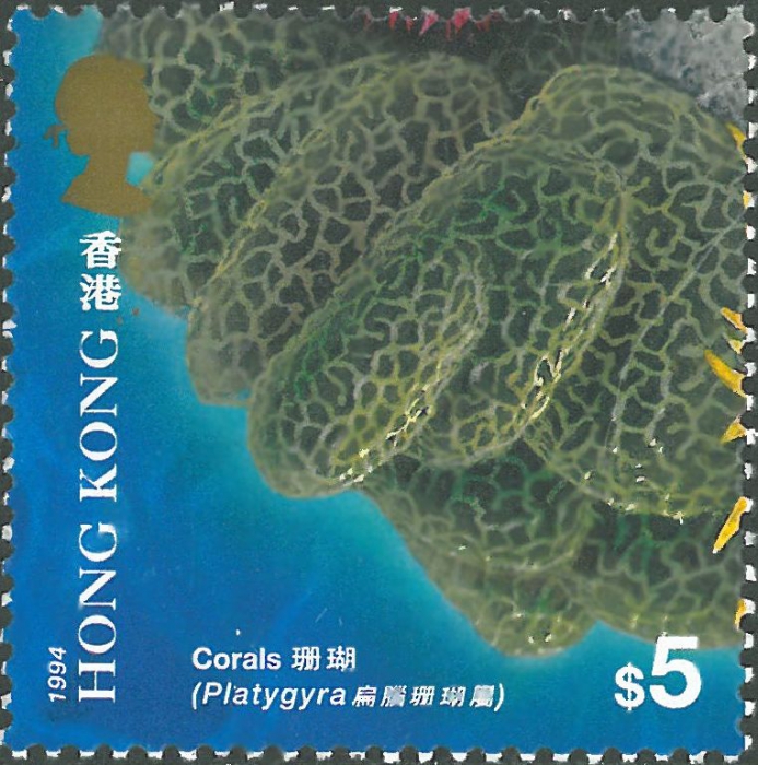 Platygyra sp.