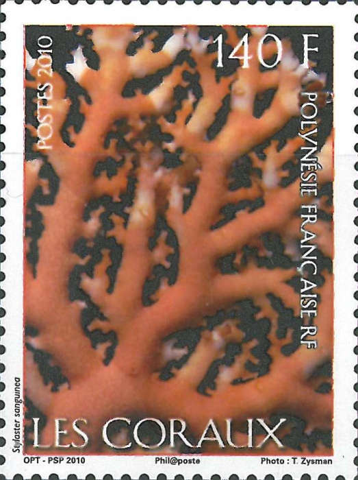 Stylaster sanguinea
