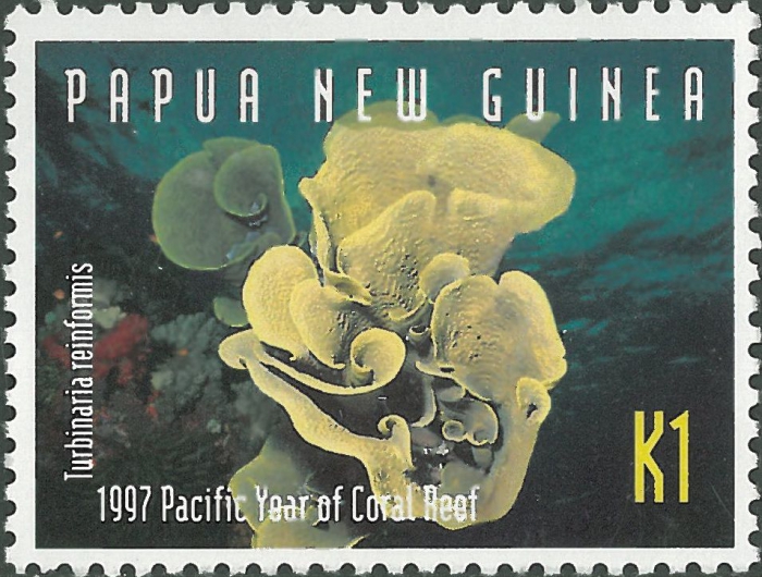 Turbinaria reniformis