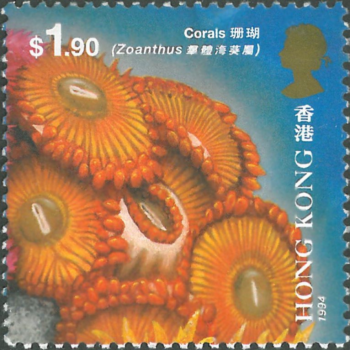 Zoanthus sp.