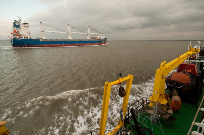 Zeeleeuw dwarfed by container vessels