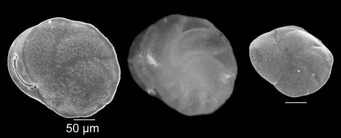 Cassidulina laevigata Rhumbler, 1949 Cassidulina laevigata Rhumbler, 1949