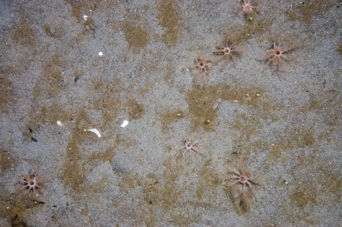 Pentamera underwater