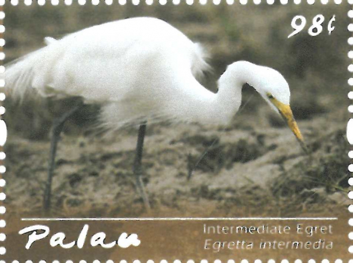 Egretta intermedia