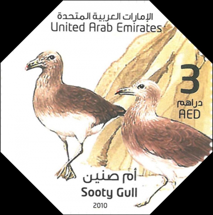 Larus hemprichii