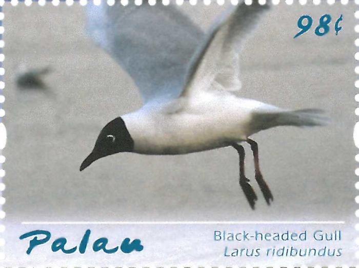 Larus ridibundus