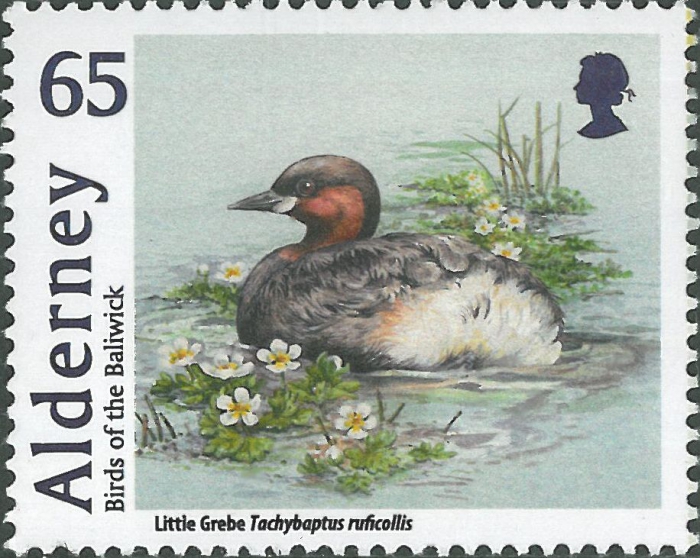Tachybaptus ruficollis
