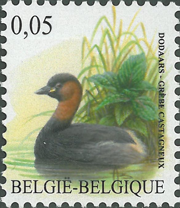 Tachybaptus ruficollis