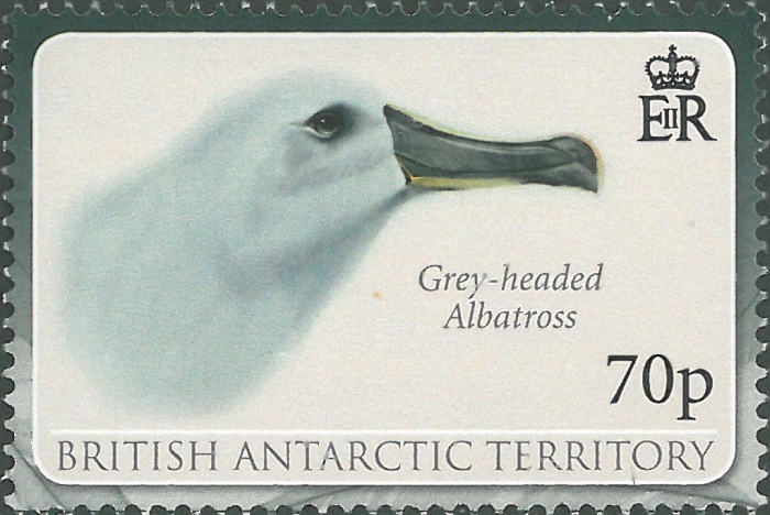 Thalassarche chrysostoma