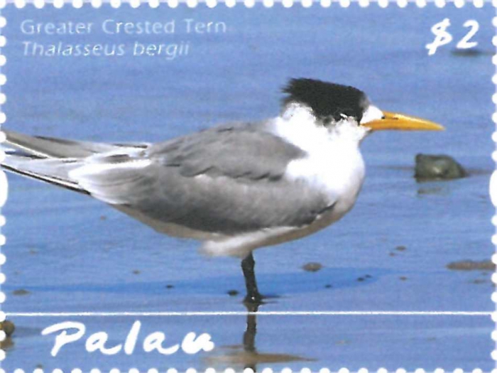Thalasseus bergii