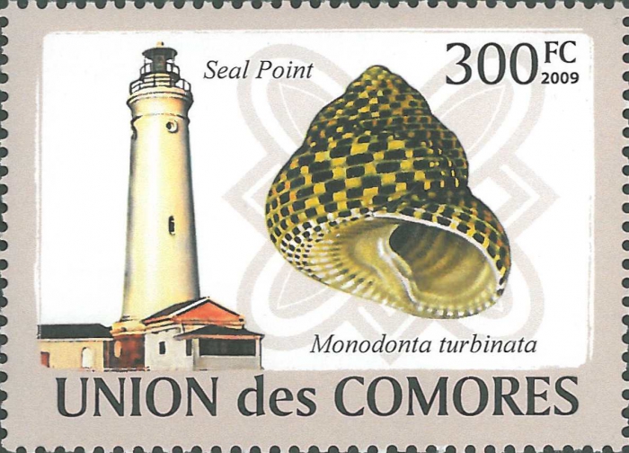 Monodonta turbinata