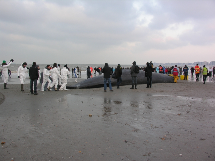 Gestrande potvis Theofiel Gestrande potvis Theofiel