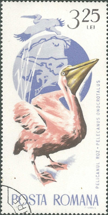 Pelecanus onocrotalus