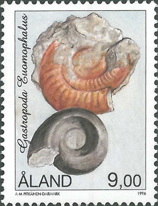 Euomphalus sp.