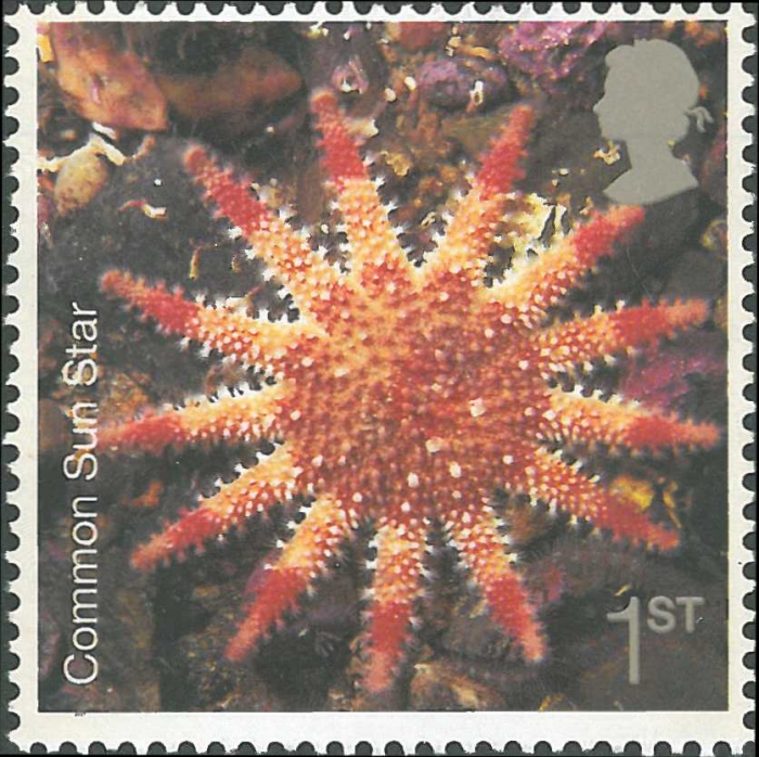 Crossaster papposus