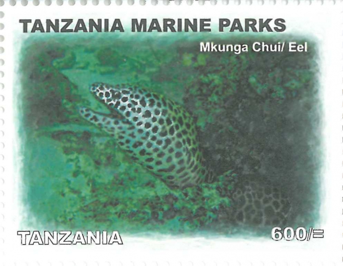 Muraenidae sp.