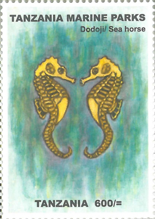Hippocampus sp.
