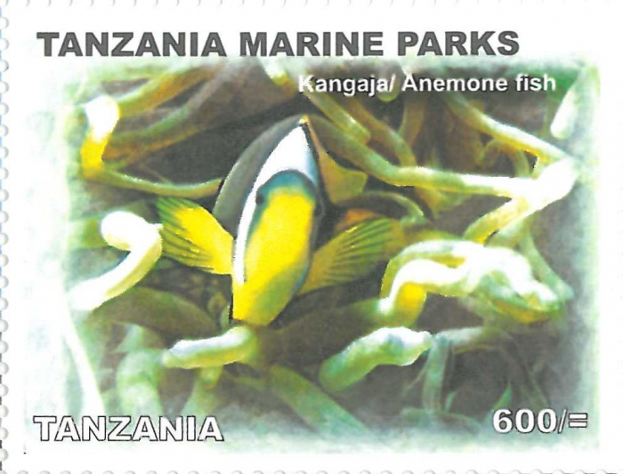 Amphiprion bicinctus