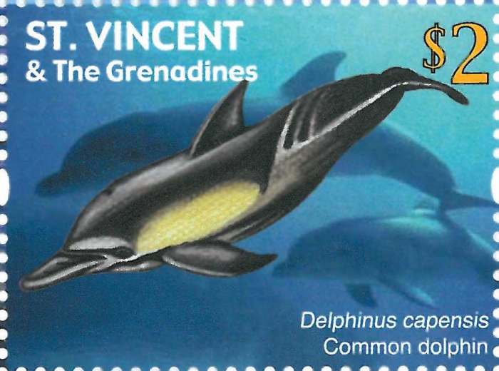 Delphinus capensis