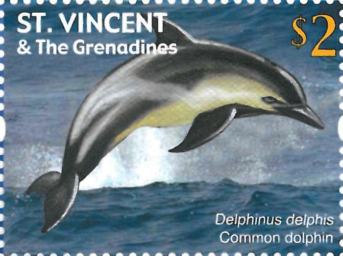 Delphinus delphis