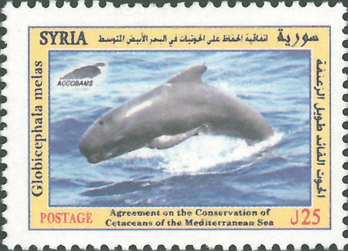 Globicephala melas