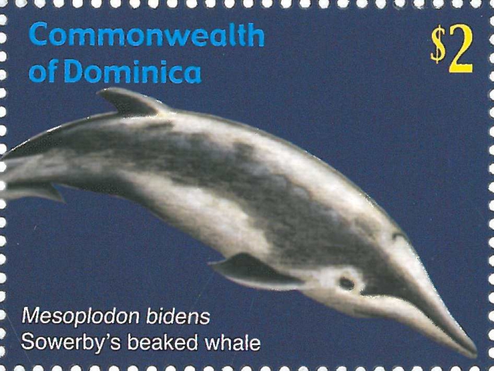 Mesoplodon bidens
