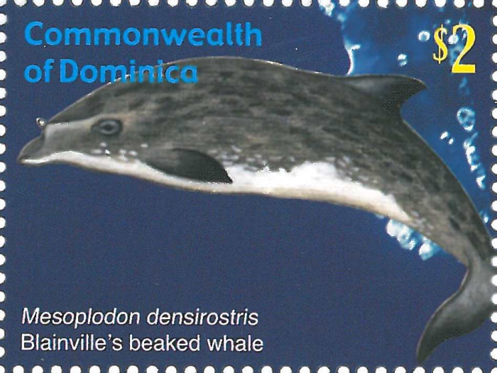Mesoplodon densirostris