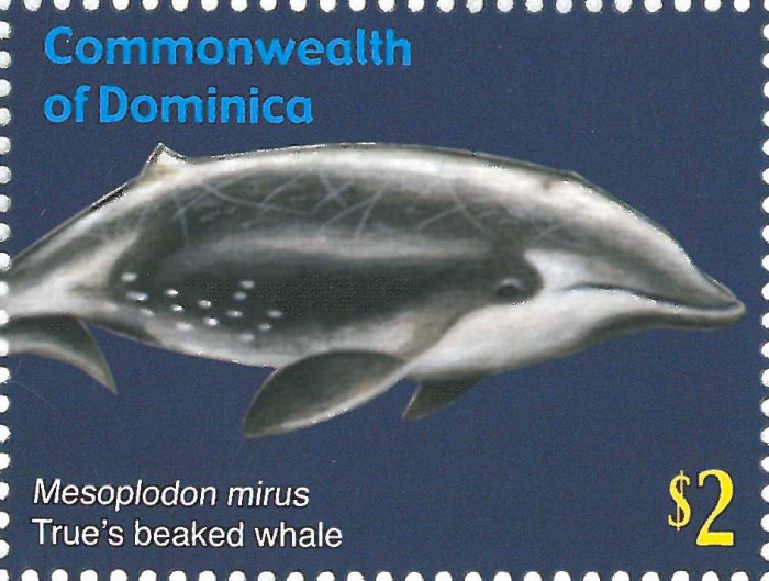 Mesoplodon mirus
