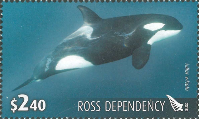 Orcinus orca