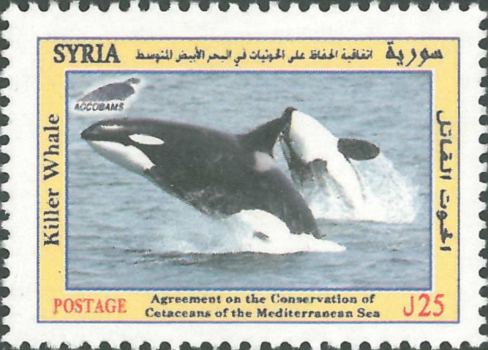 Orcinus orca